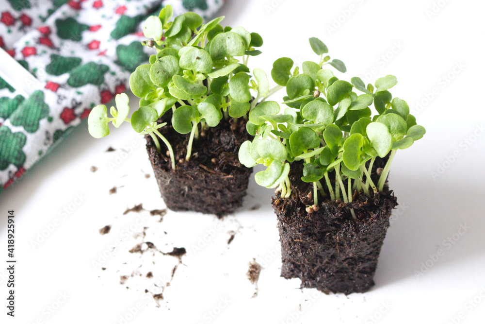 Seedling green Wild Asian herb called Perilla frutescens on a white background. It is used in Chinese medicine. Seedling green Wild Asian herb called Perilla frutescens on a white background. It is used in Chinese medicine.