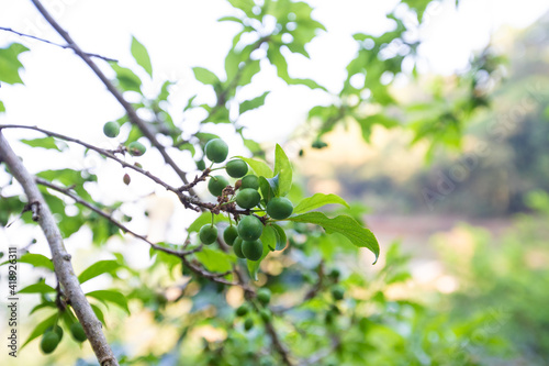 Young green plum fruits on a tree branch, Ripe plums on a tree branch in the orchard. View of fresh organic fruits with green leaves on plum tree branch in the fruit garden.