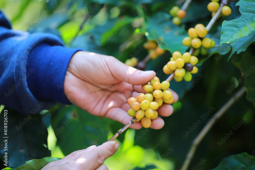 organic arabica coffee beans agriculturist in farm.harvesting Robusta and arabica coffee berries by agriculturist hands,Worker Harvest arabica coffee berries on its branch, harvest concept. organic arabica coffee beans agriculturist in farm.harvesting Robusta and arabica coffee berries by agriculturist hands,Worker Harvest arabica coffee berries on its branch, harvest concept.