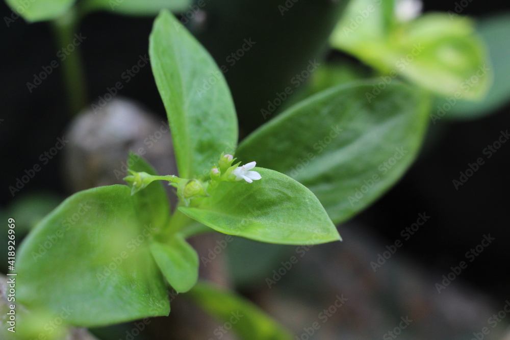 close up of tiny white flower and its green leaves close up of tiny white flower and its green leaves