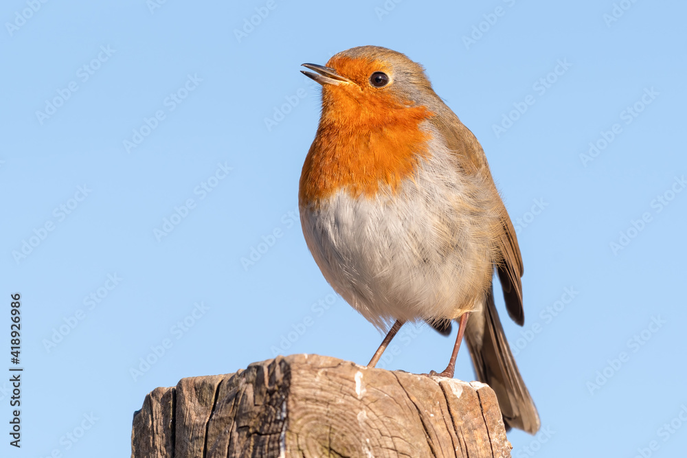 European Robin Perched on Top of a Fence Post European Robin Perched on Top of a Fence Post