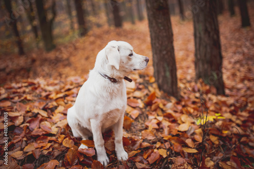 White labrador type, mongrel, dog in autumn forest full of leaves.