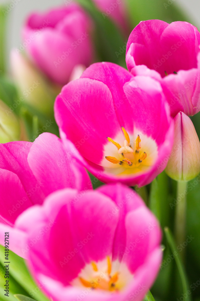 Pink and red tulips in transparent glass vase