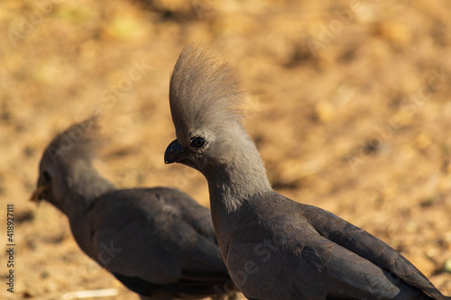 Closeup shot of two gray go-away-birds photo