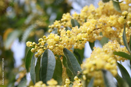 Litsea cubeba pers flower. essential oils with seeds  .Plant from nature Used as ingredients in cosmetics and medicine Food flavoring