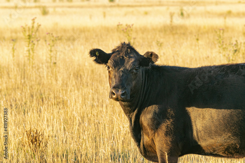 Fototapeta Naklejka Na Ścianę i Meble -  Cattle in the fields of Argentina