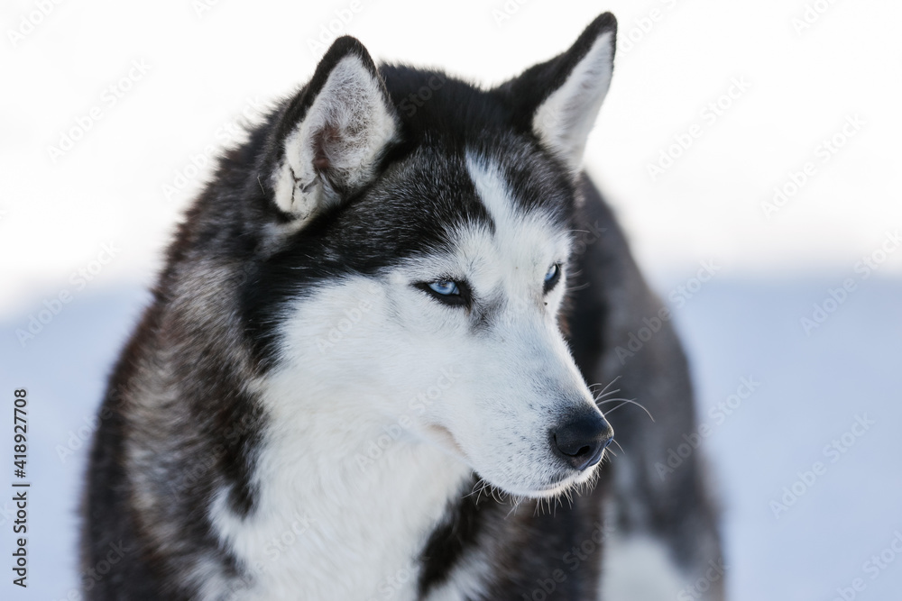 Portrait of a Siberian husky, friendship forever. Pet. Husky