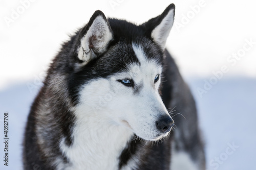 Portrait of a Siberian husky  friendship forever. Pet. Husky