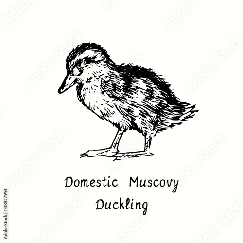 Domestic Muscovy duckling  (Cairina moschata) standing side view. Ink black and white doodle drawing in woodcut outline style. Vector illustration