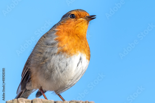 European Robin Perched on Top of a Fence Post