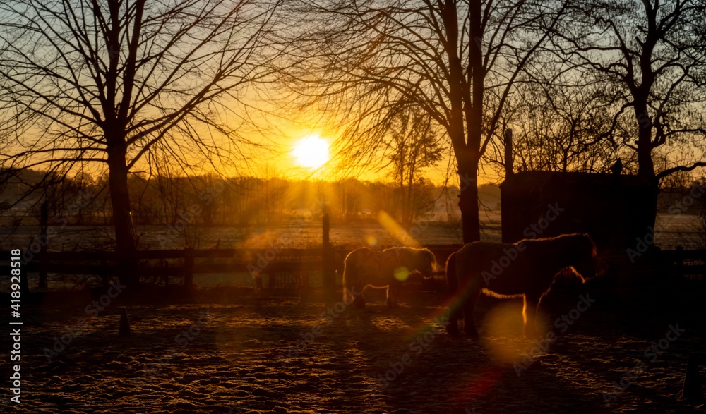Ponys im Gegenlicht der aufgehenden Sonne