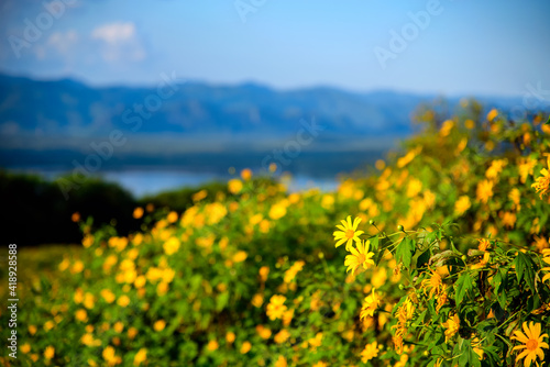 Flower Tree Marigold with a beautiful yellow color. Location Mae Moh District, Lampang Thailand. © nopporn