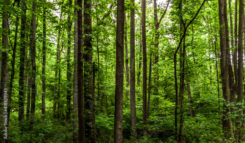 green foliage of the trees in a forest in Maryland.