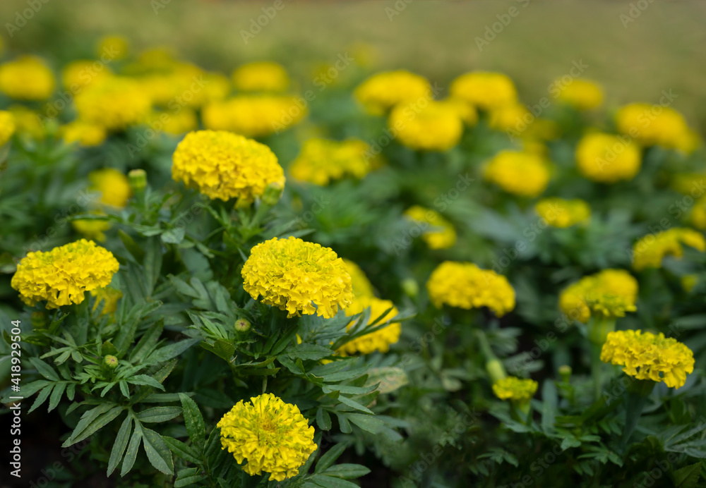 Marigold flower, Yellow flowers blooming in the garden with blurred background. Marigold flower, Yellow flowers blooming in the garden with blurred background.