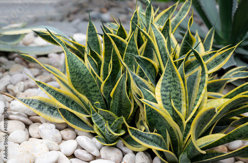 Succulent plant with green-yellow long leaves (Sansevieria trifasciata) used for decorating in the garden.