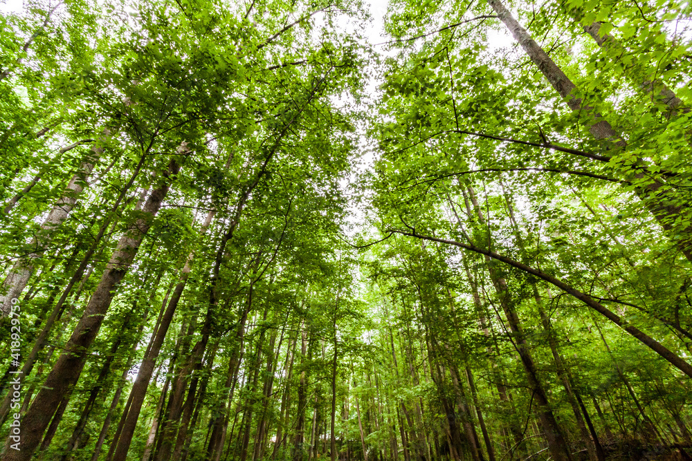 green foliage of the trees in a forest in Maryland. green foliage of the trees in a forest in Maryland.