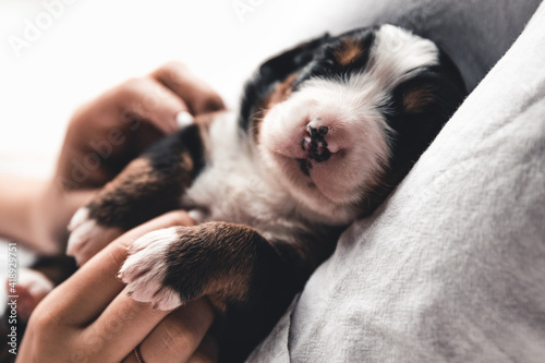 Bernese mountain dog puppy in female hands, care for animals, newborns