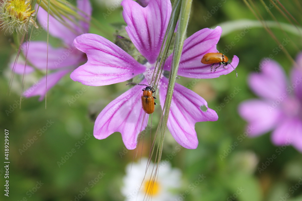 Fototapeta premium Insectes