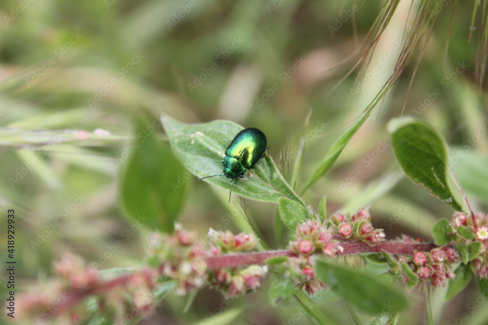 Fototapeta premium Insectes