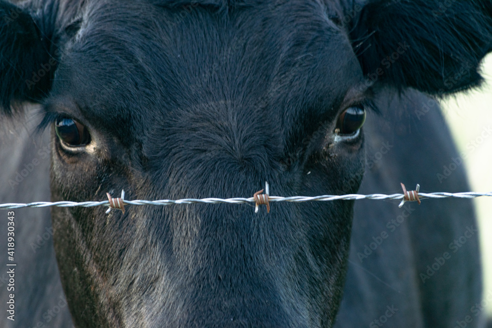 Young bull's look behind a barbed wire