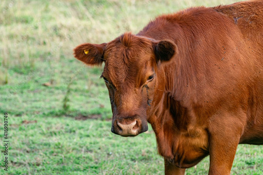 Cattle in the fields of Argentina Cattle in the fields of Argentina