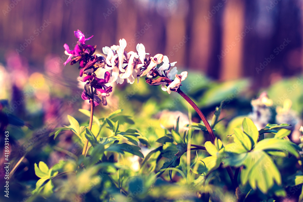 Beautiful optimistic inspirational landscape. two flowers sprout in the forest. Vintage style. (courtship, couple, love, feelings, February 14 - concept)