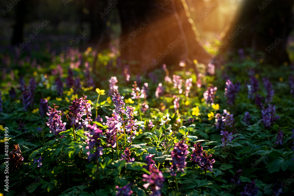 Mystical mesmerizing charming spring landscape with Corydalis flowers in the light of the rays between two tree trunks.
