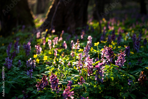 Obraz na płótnie Mystical mesmerizing charming spring landscape with Corydalis flowers in the light of the rays between two tree trunks. w salonie