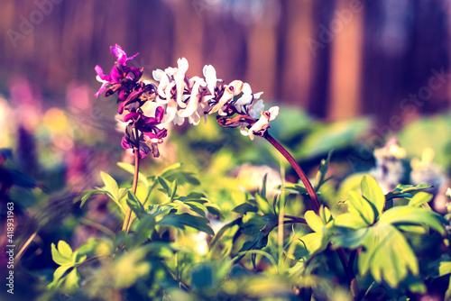 Obraz na płótnie Beautiful optimistic inspirational landscape. two flowers sprout in the forest. Vintage style. (courtship, couple, love, feelings, February 14 - concept) w salonie