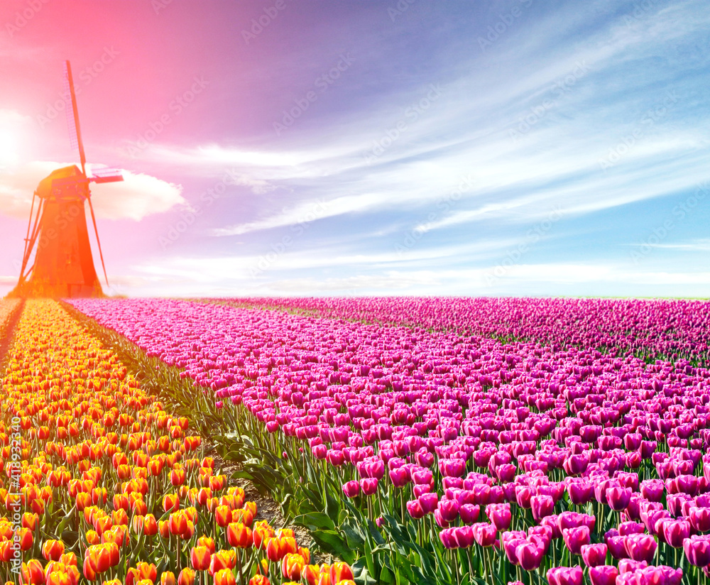 Beautiful magical spring landscape with a tulip field and windmills in the background of a cloudy sky in Holland. Charming places.