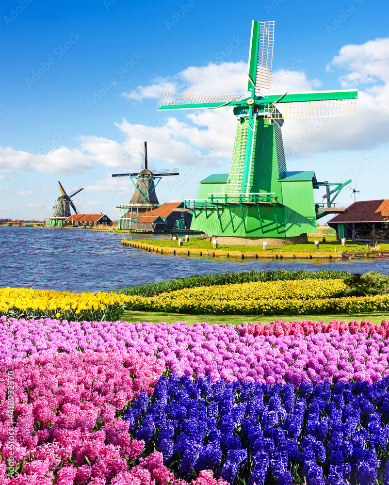 Magic spring landscape with flowers and patterns aerial Mill in Zaanse Shans, Netherlands, Europe (harmony, relaxation, anti-stress, meditation - concept).