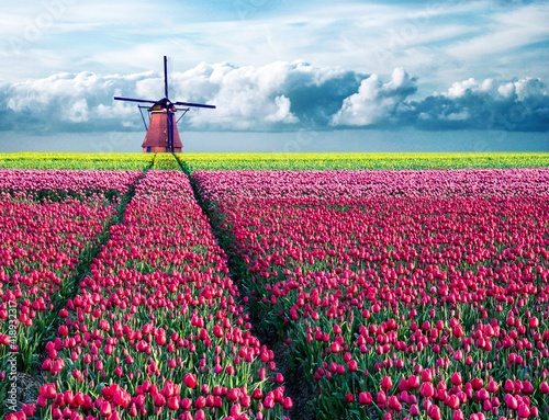 Beautiful magical spring landscape with a tulip field and windmills in the background of a cloudy sky in Holland. Charming places.
