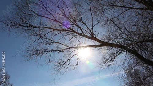 The sun shining through the branches of a tree in early spring