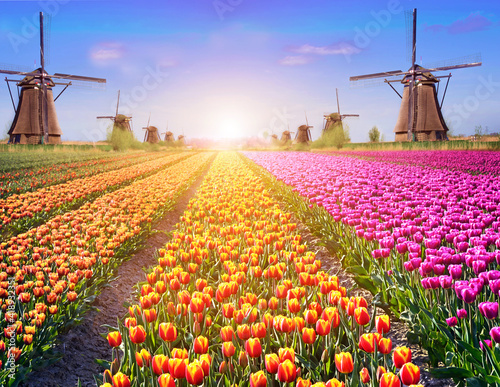 Obraz na płótnie Magic spring landscape with tulips and aircraft Mill in Kinderdijk, Netherlands, Europe at dawn (harmony, relaxation, anti-stress, meditation - concept). w salonie