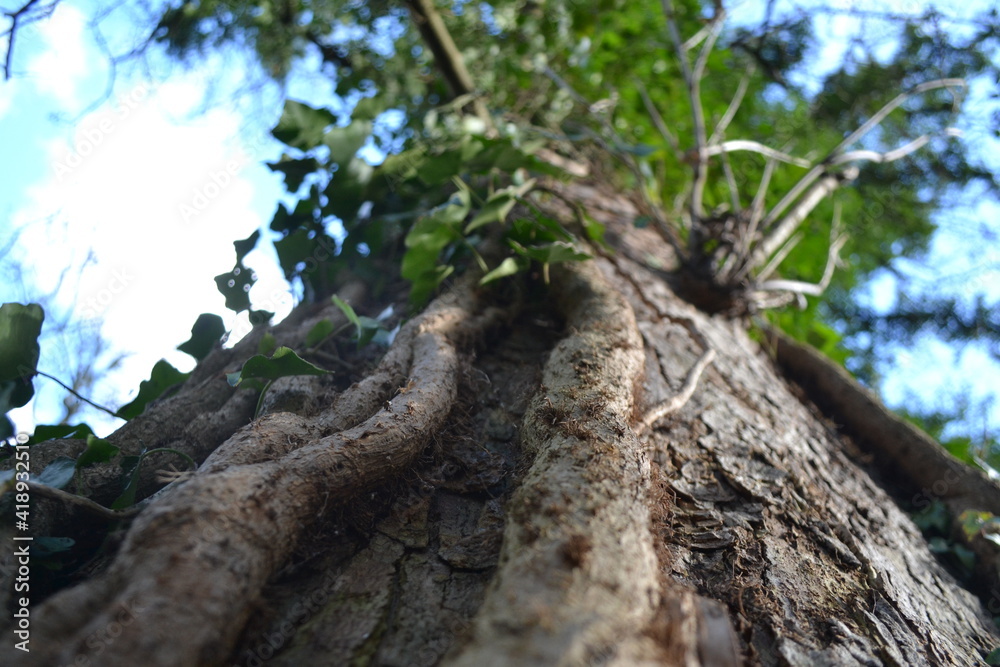 Obraz premium Vine on tree