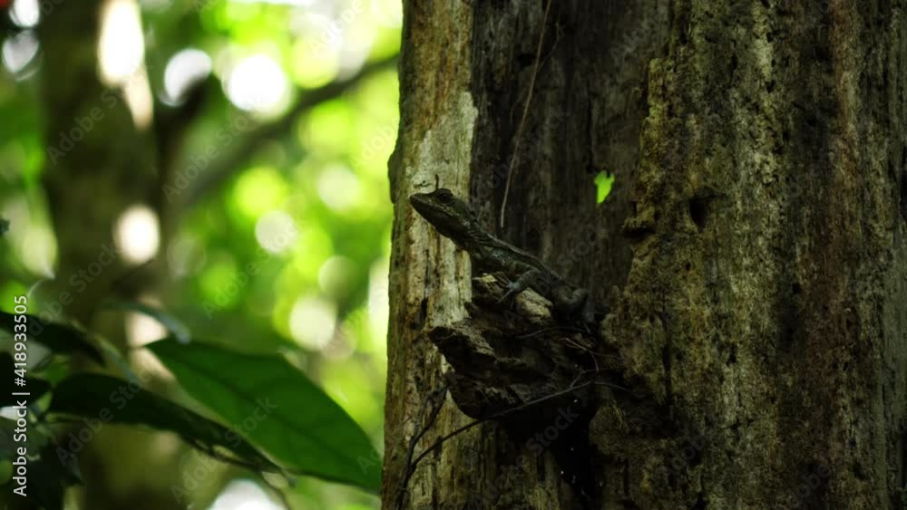 female jesus christ lizard perched on a branch in the jungle Costa Rica female jesus christ lizard perched on a branch in the jungle Costa Rica