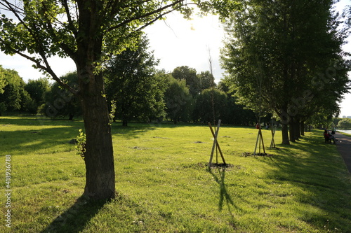 Photography green leaves summer, warm, moscow russia