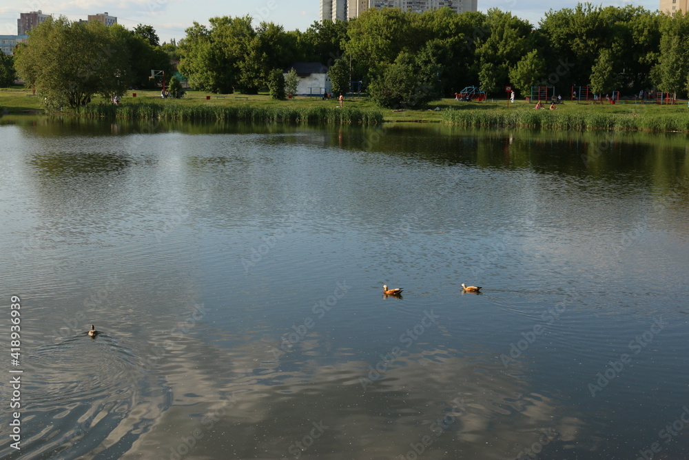 two ducks swim on the lake russia moscow two ducks swim on the lake russia moscow