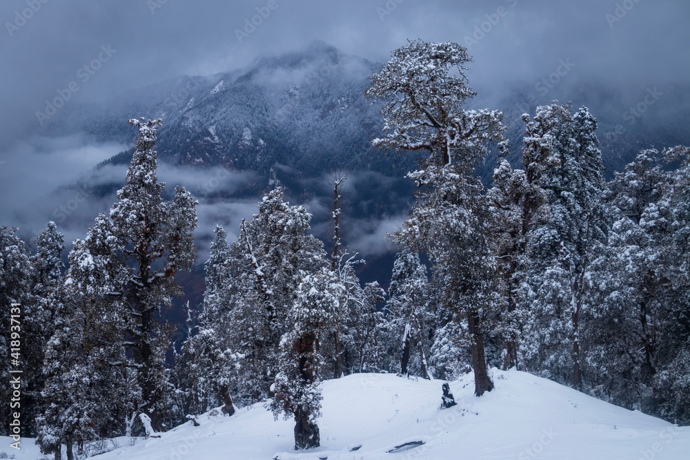 snow covered trees in Himalayan Mountains - Kedarkantha Trek
