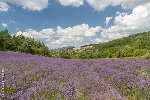 Lanes of Lavender in a field in the provence in France  Europe