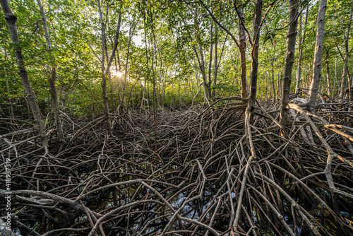 mangrove forest in thailand with sunset