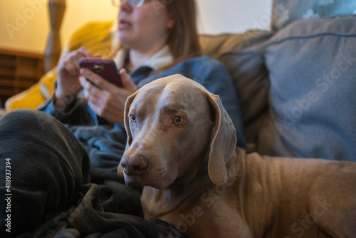 Weimaraner sits on the couch next to owner, who is using their phone.  Sad dog feels lonely and ignored concept.  Large breed dog inside on furniture on a rainy day.