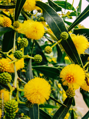 yellow flowers in the garden