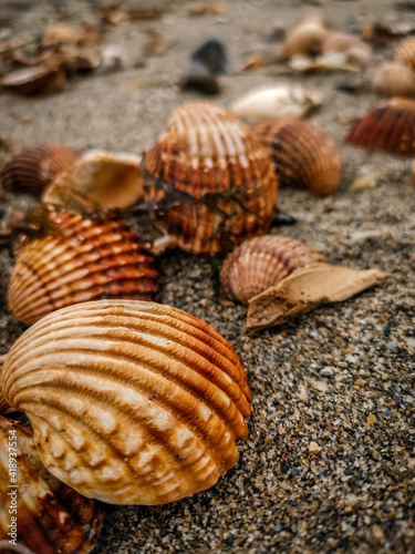 seashell on the beach