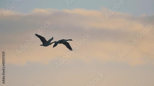 Two geese flying with beautiful sunset sky in the background. Slow motion