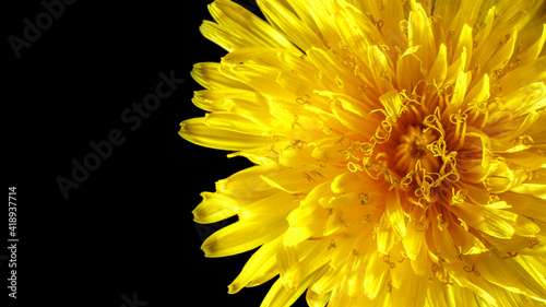 Wild yellow flower with multiple petals isolated on black background. Macro photo.