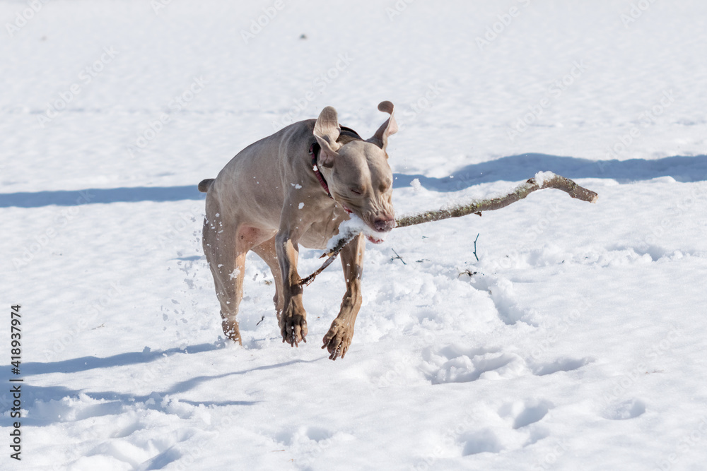 Weimaraner sprints through the snow while carrying a large stick.  Winter exercise for large breed pure bred dog.  Action shot of winter fun with pets.