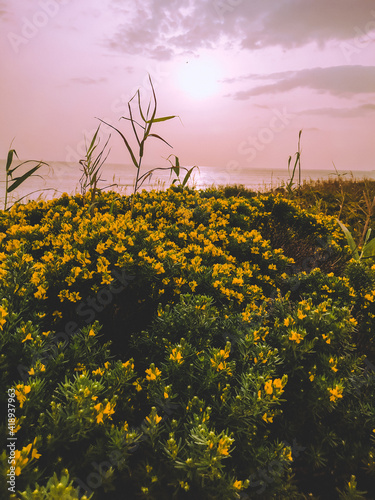 field of flowers