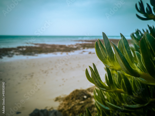 beach with trees