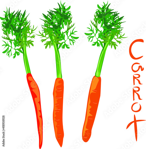 art, autumn harvest, botany, carotene, carrot, cartoon, cooking, decorative, delicious, design, diet, drawing, flat, food, fresh, greenhouse, harvest, healthy, illustration, ingredient, irreplaceable,